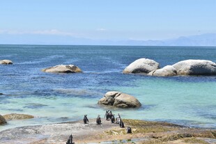 海边企鹅与巨石美景