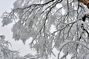 雪覆树枝的冬日美景