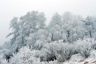 冬日雪覆山林美景