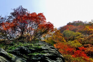 秋日山间斑斓红叶景色