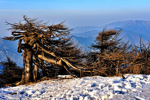 雪中山巅枯树壮丽景象