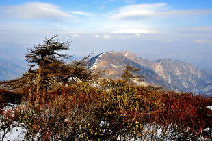 山间秋景孤树傲立雪峰前