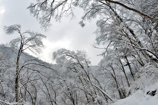 雪覆山林的冬日美景