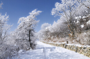 冬日雪覆小径美景