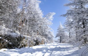 冬日雪林美景