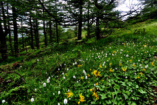 山间野花与葱郁林木景观