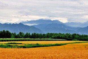 金黄田野与远处山峦美景