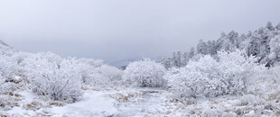 冬日雪景银装素裹的山林
