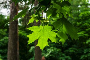 翠绿枫叶挂于繁茂枝头