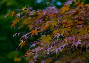 秋日斑斓枫叶特写