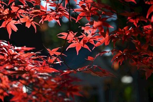 红枫叶影