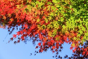 秋日斑斓树叶映蓝天