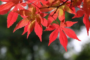 红枫叶特写