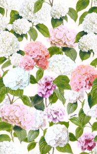 绣球花 手绘花