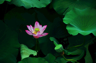 粉色荷花绽放于绿叶间