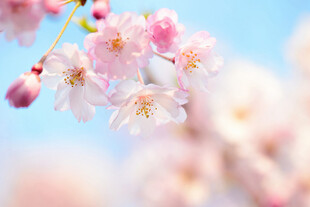 春日烂漫樱花绽放