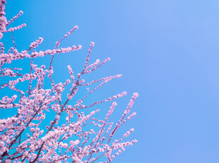 蓝天映衬下的粉嫩樱花树