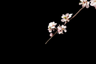 黑色背景下的精致樱花簪