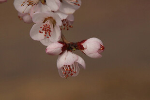 娇艳樱花特写