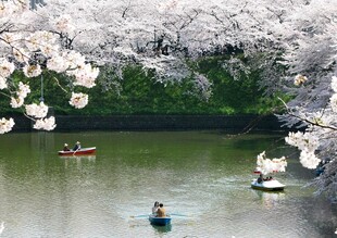 樱花湖畔泛舟赏景
