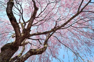 春日垂樱枝头烂漫
