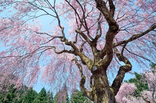 盛开的垂枝樱花树