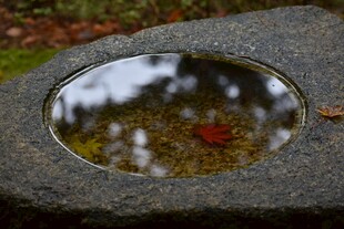 石中圆池映景小鱼悠游