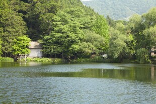 宁静湖畔森林美景