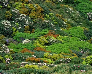 山间多彩植被景观