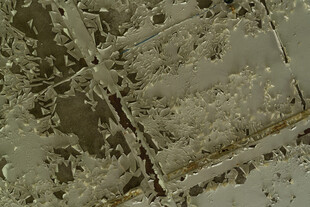 冬日树枝覆雪景象