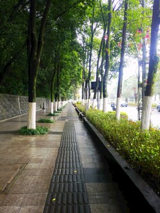 林荫下的整洁城市步道