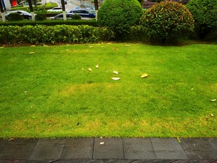 雨后清新草坪景观