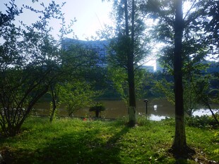 阳光照耀下的林间湖畔美景