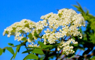 蓝天下绽放的白色花朵