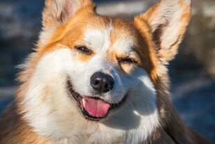 微笑的可爱三色柯基犬
