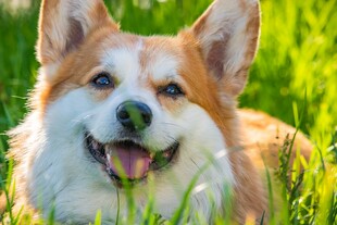 草地上的快乐柯基犬