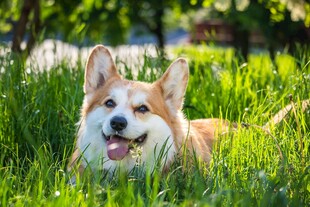 草地上的快乐柯基犬