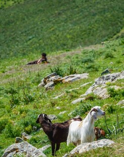 山坡上的几只山羊