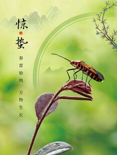 惊蛰海报 