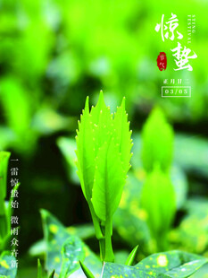 惊蛰海报 