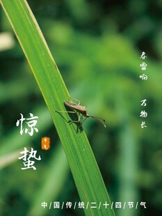 惊蛰海报 