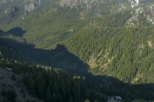 山间葱郁森林景观