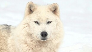 雪地中的白毛犬