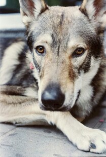 趴着的帅气德国牧羊犬