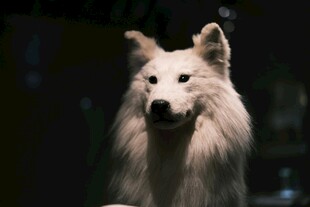 白色长毛犬特写