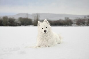 雪地中的白色萨摩耶犬