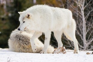 雪地中亲昵互动的两只白狼