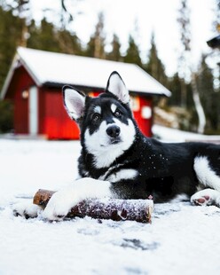 雪地中休憩的黑白哈士奇