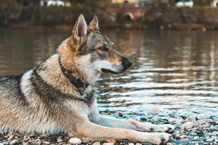 河边休憩的帅气德国牧羊犬