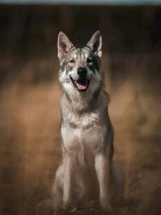 帅气狼犬坐于自然场景